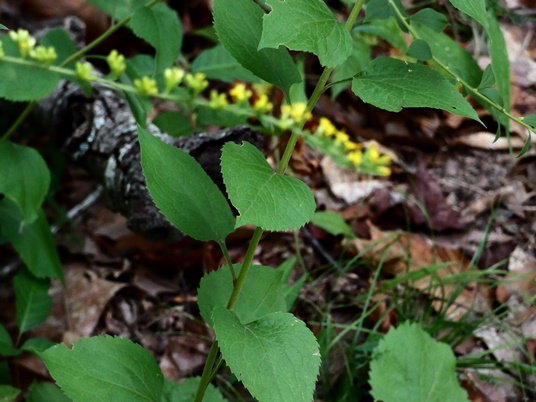 {Solidago sphacelata}